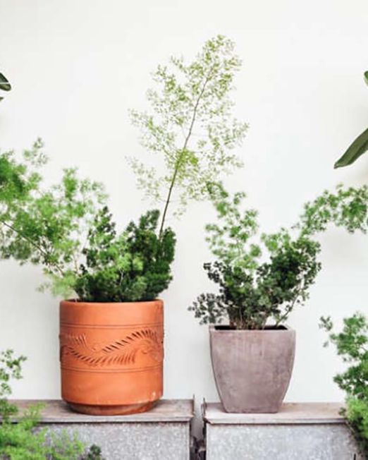 Asparagus Fern