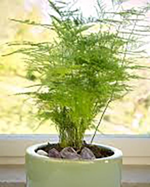 Asparagus Fern2