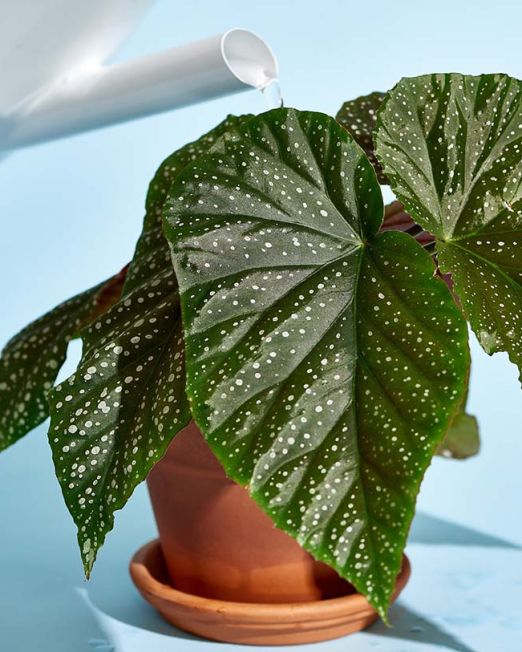 Begonia Plant