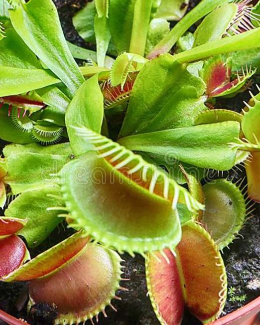 Dionaea Muscipula