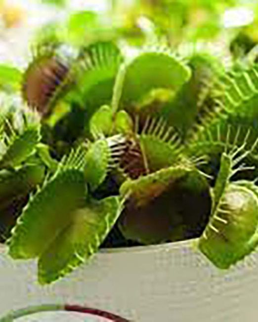 Dionaea Muscipula1