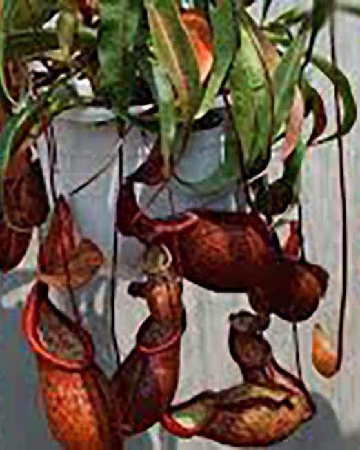 Nepenthes alata