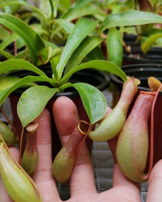 Nepenthes alata2