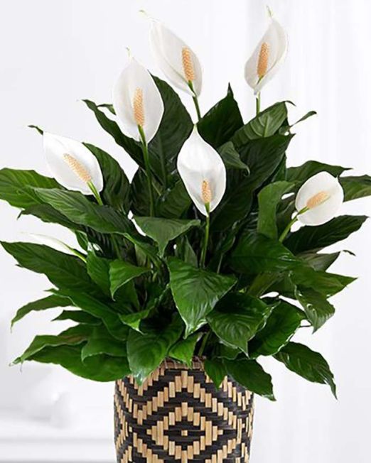 Peace Lily