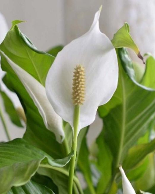 Peace Lily2