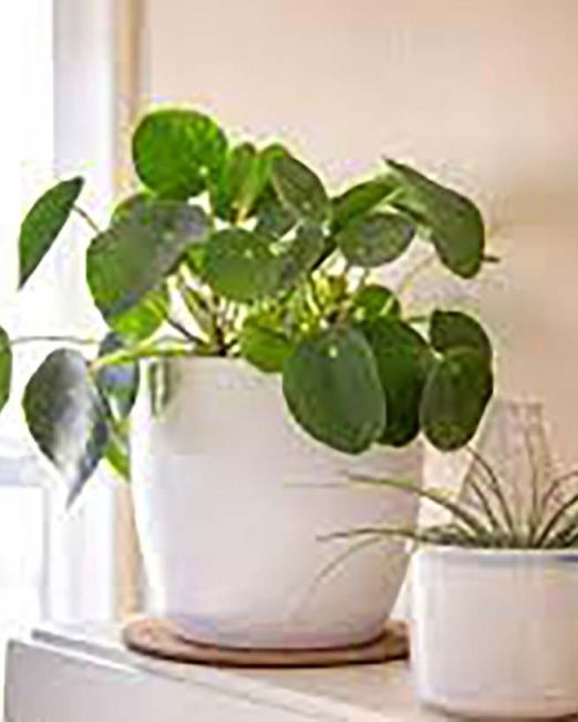 Pilea Peperomioides