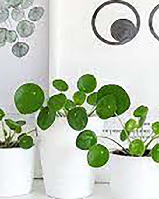 Pilea Peperomioides1