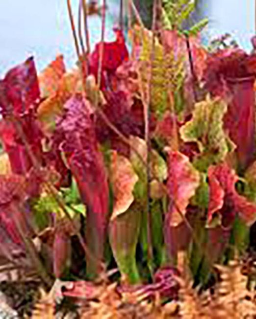 Pitcher Plant