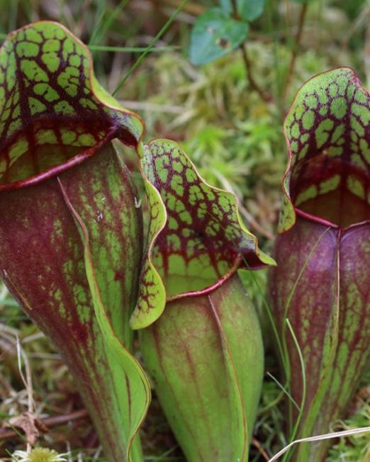 Pitcher Plant2