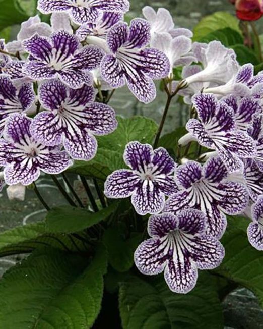 Streptocarpus2