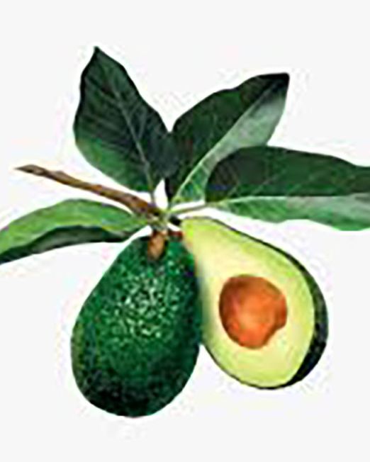 avacado