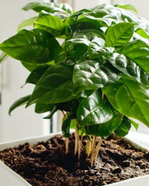 coffee-plant-care-light